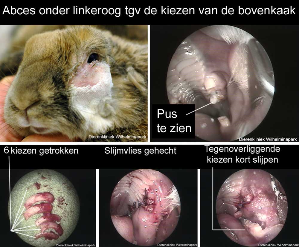 Bij dit konijn hebben we alle kiezen van de bovenkaak getrokken